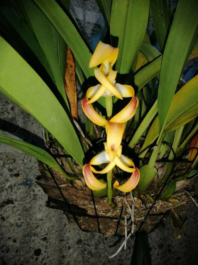 Maxillaria porrecta flower