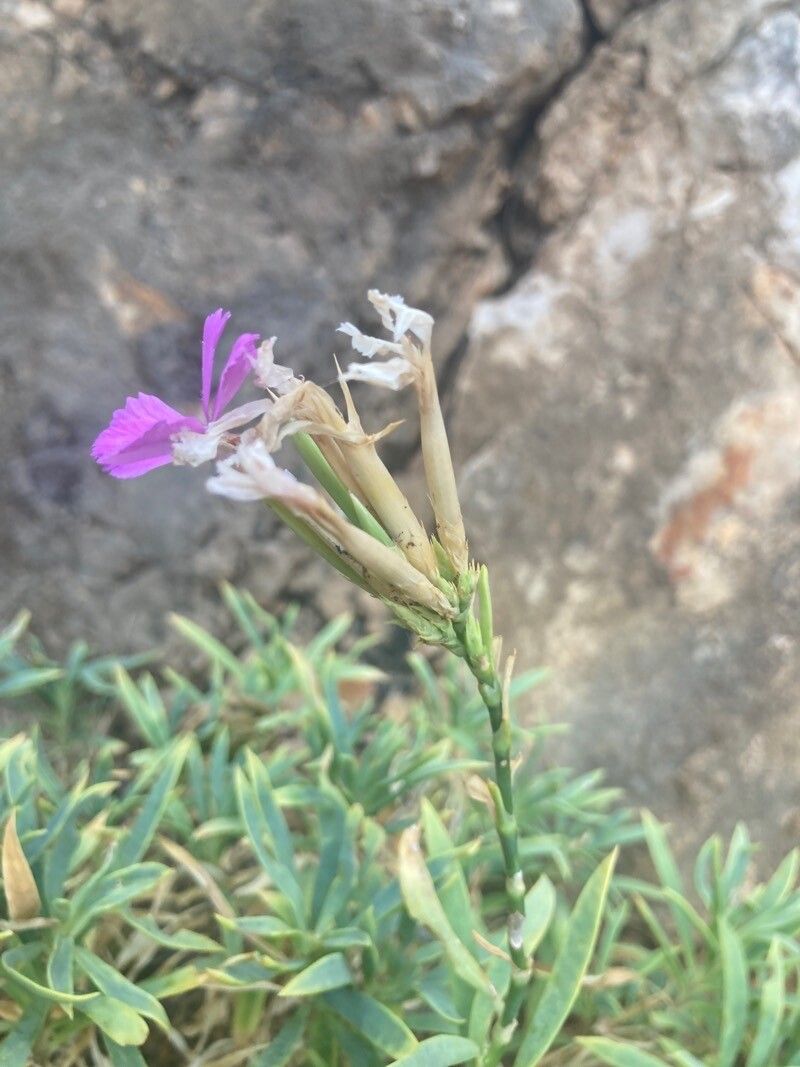 Dianthus rupicola fruit