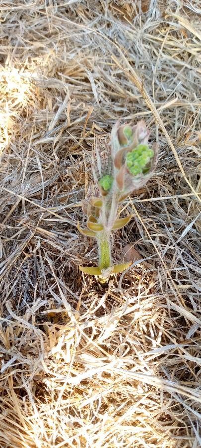 Kalanchoe lanceolata leaf