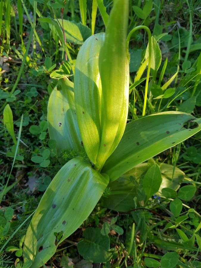 Orchis militaris — search result for 'Orchis'