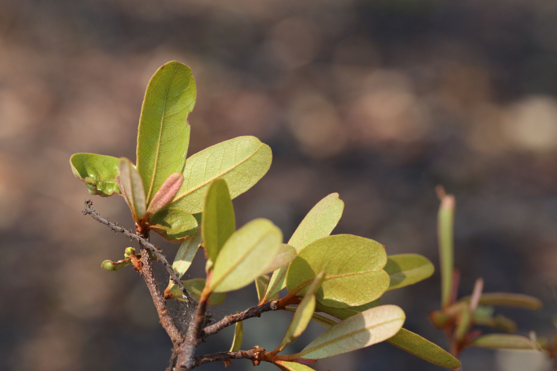 Acridocarpus katangensis leaf