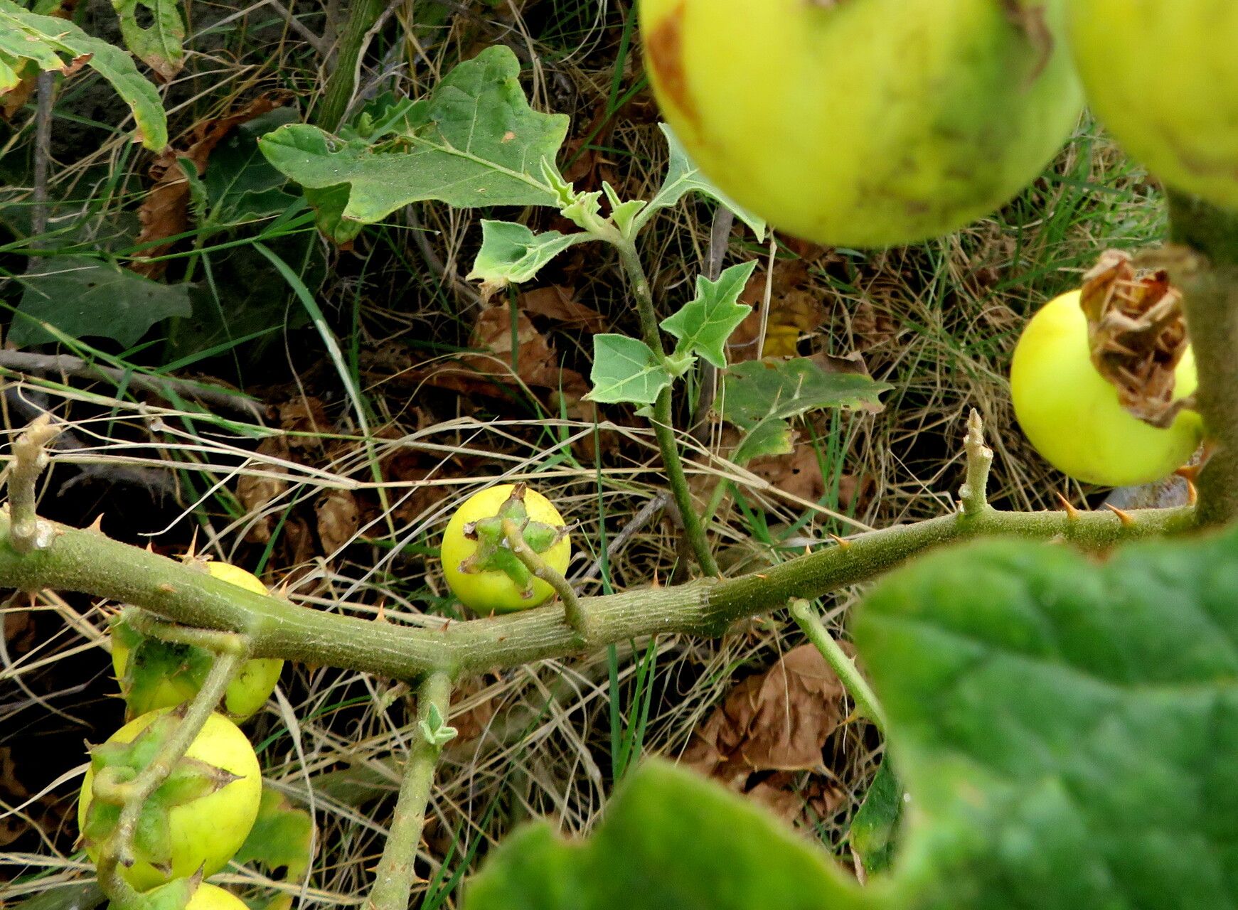 Solanum rigidum habit