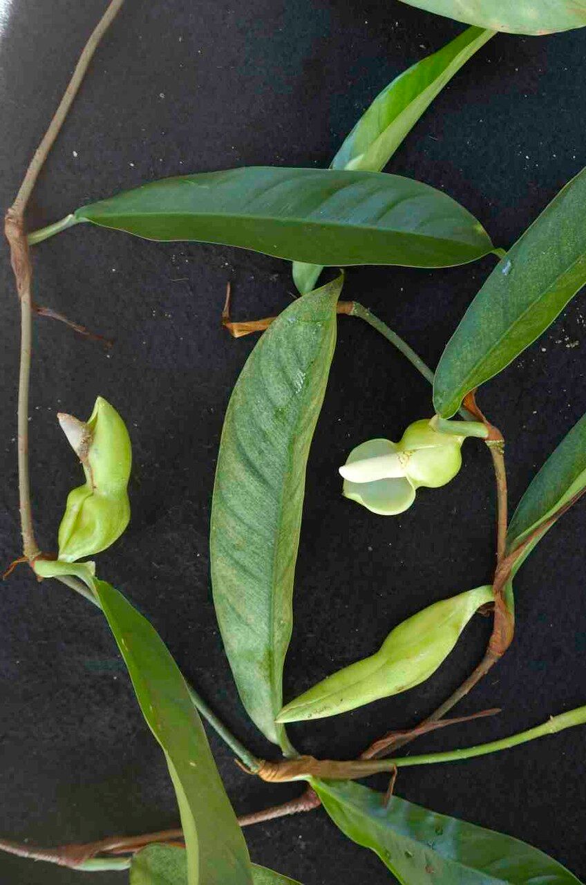 Philodendron surinamense flower