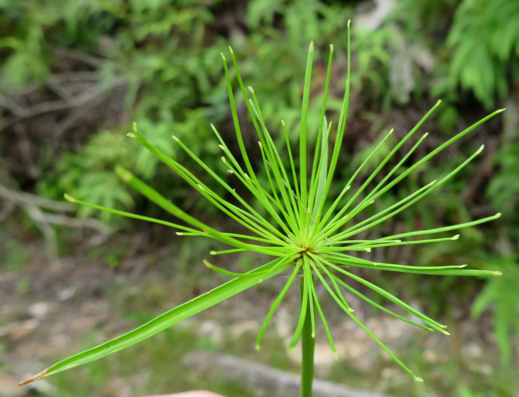 Cyperus prolifer flower