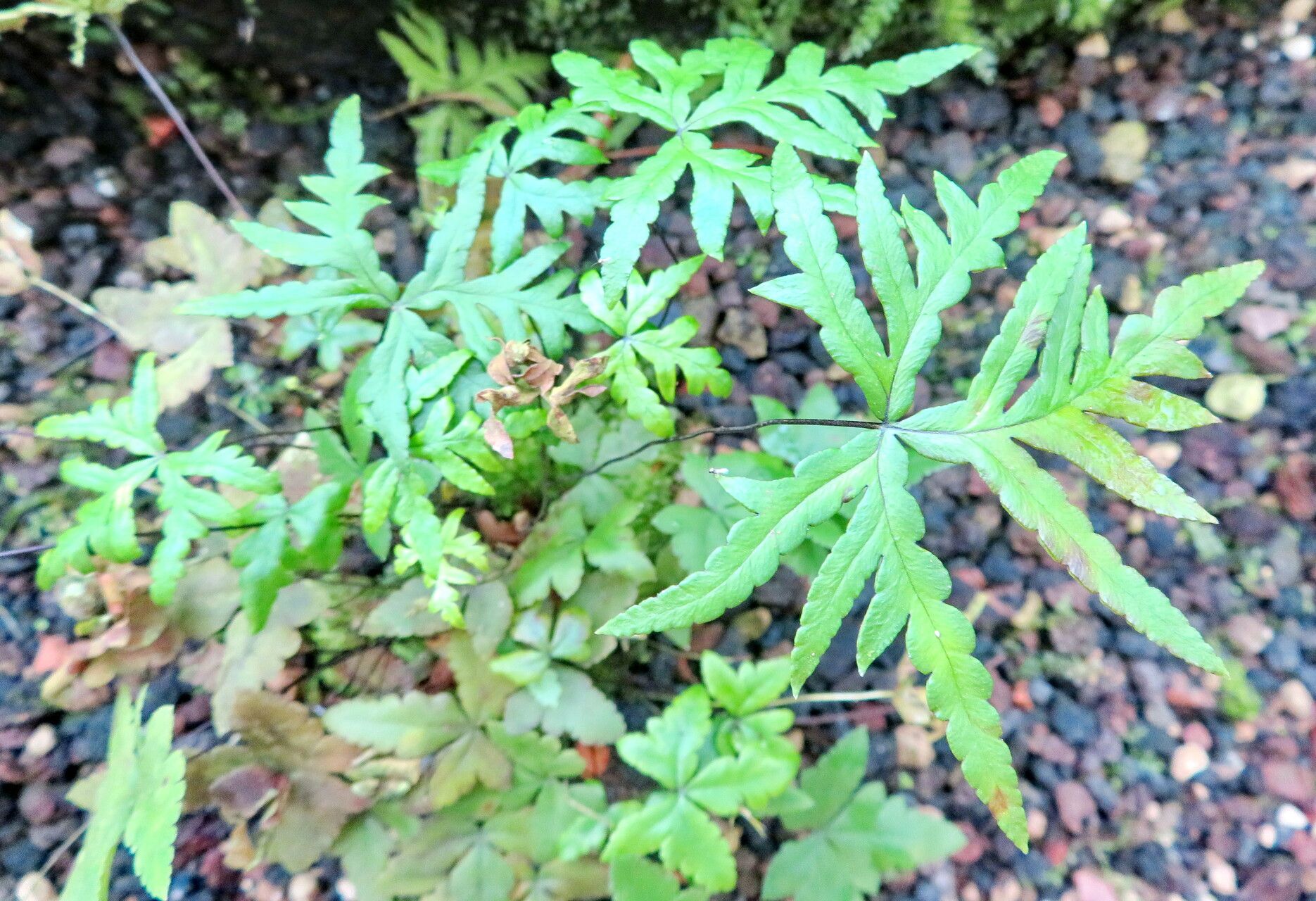 Hemionitis doryopteris — pet friendly houseplant