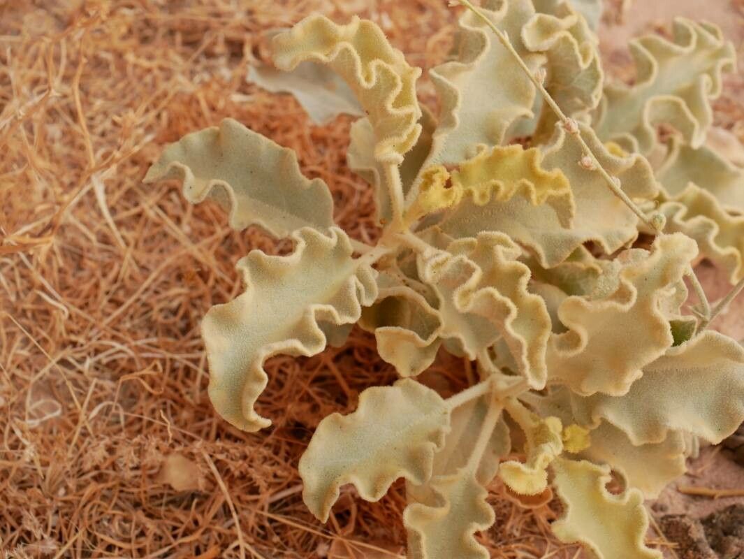 Verbascum eremobium leaf