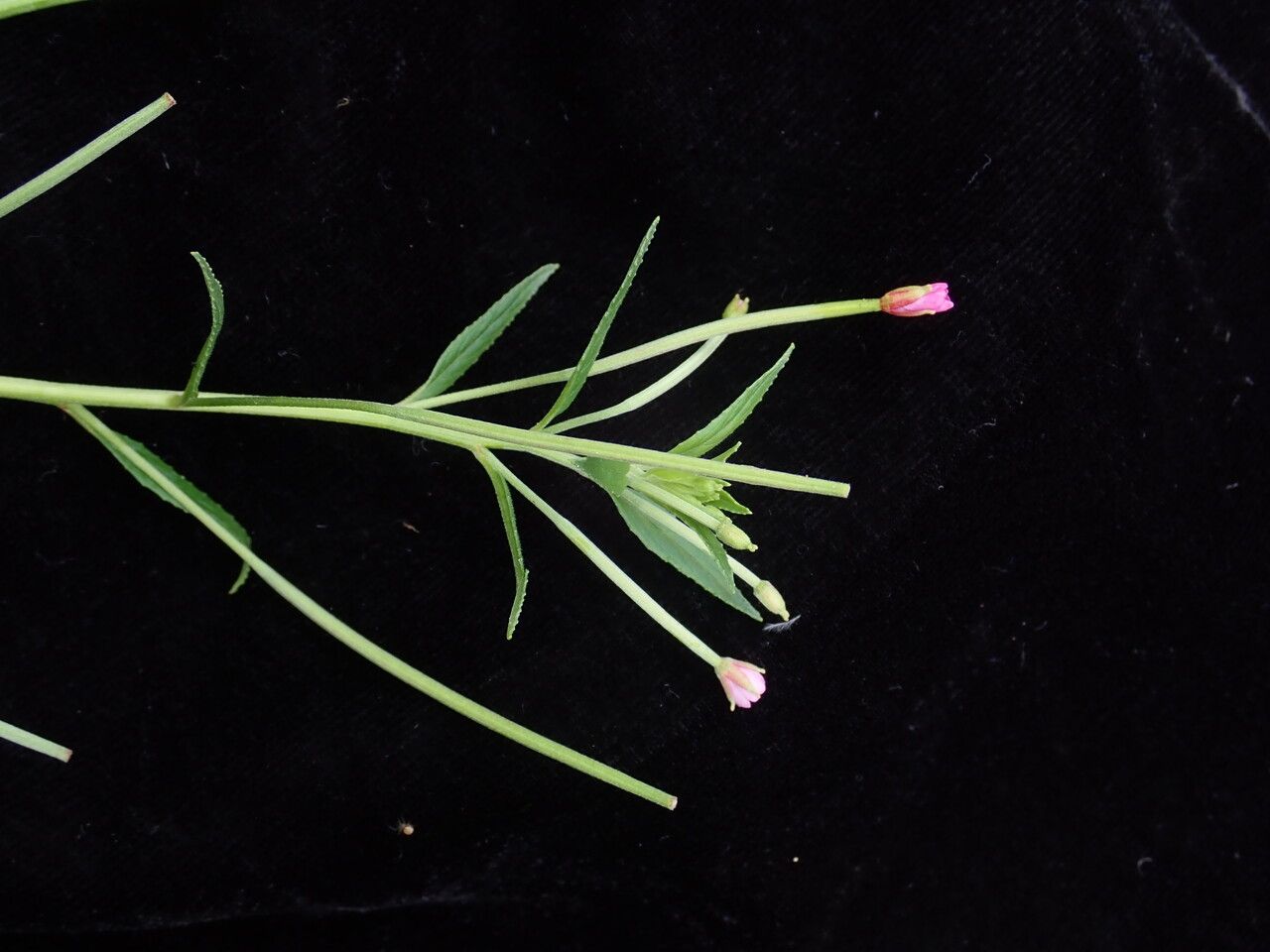 Epilobium cylindricum habit