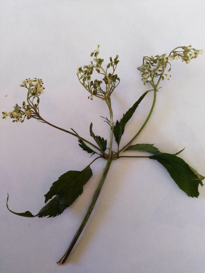 Verbesina microptera leaf