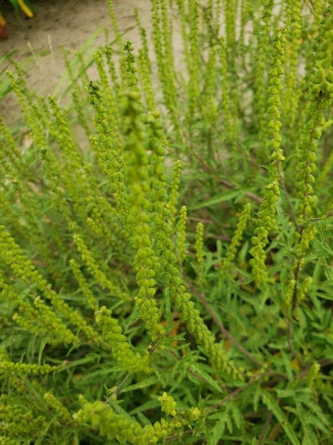 Ambrosia psilostachya flower