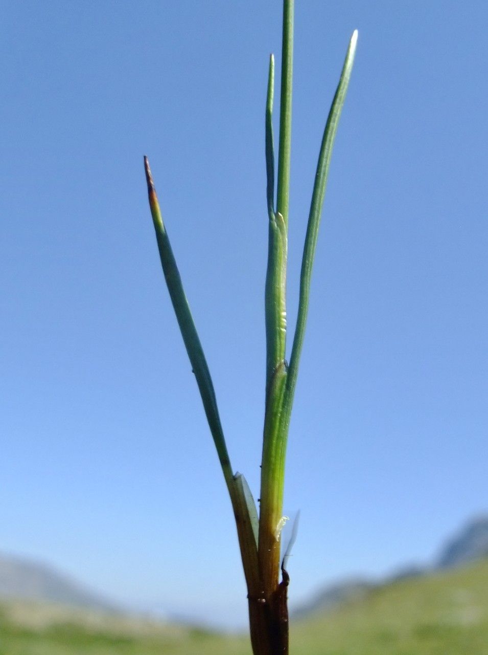 Juncus triglumis leaf