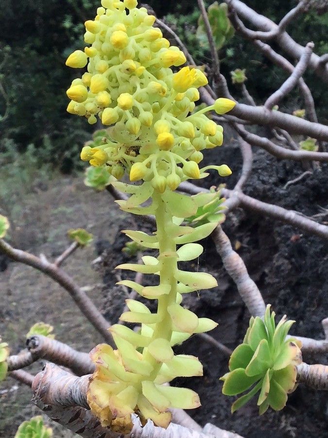 Aeonium manriqueorum flower