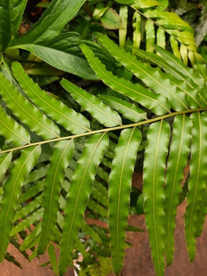 Telmatoblechnum indicum — houseplant care guide