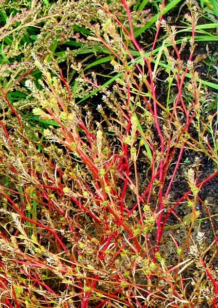 Corispermum hyssopifolium — related species from the same genus