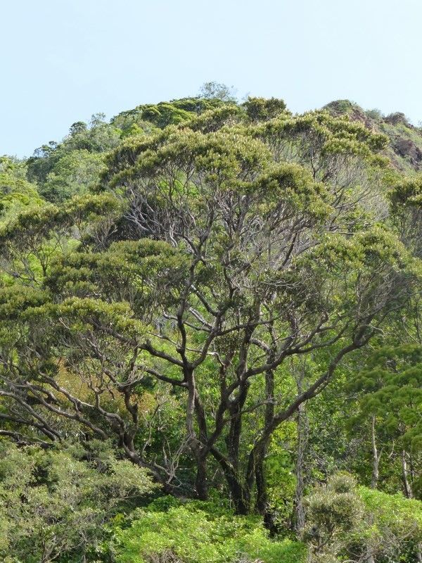 Planchonella rheophytopsis habit