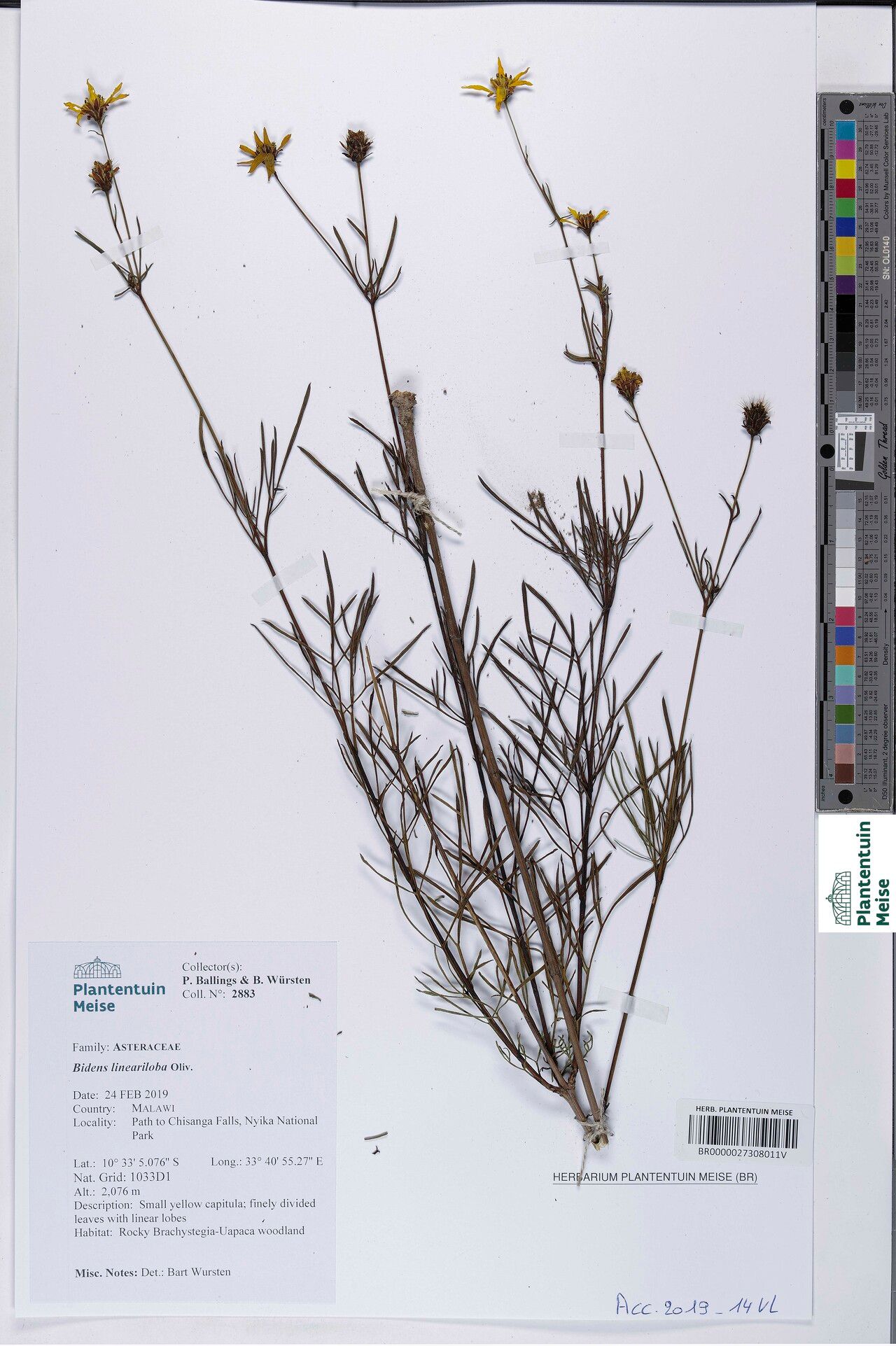 Bidens lineariloba — search result for 'Bidens'