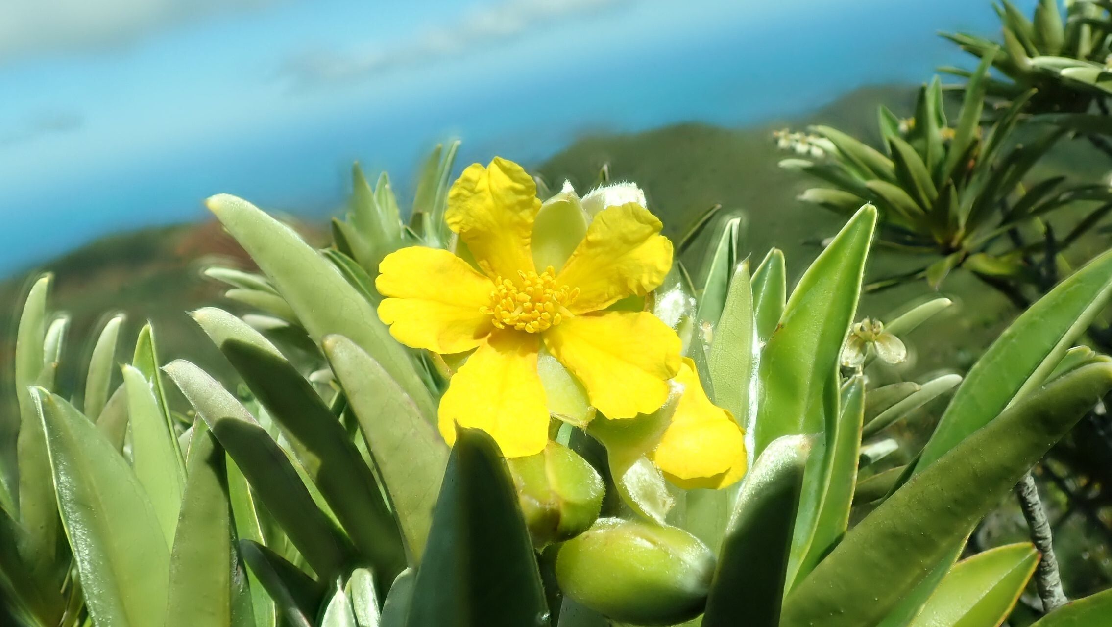 Hibbertia moratii — houseplant care guide