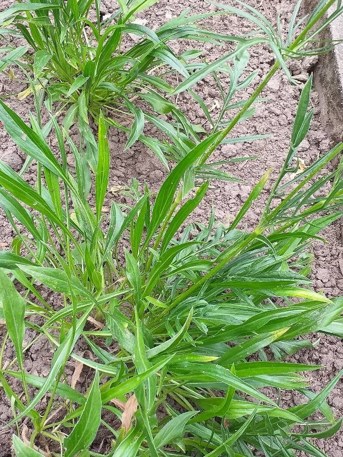 Lomelosia caucasica leaf