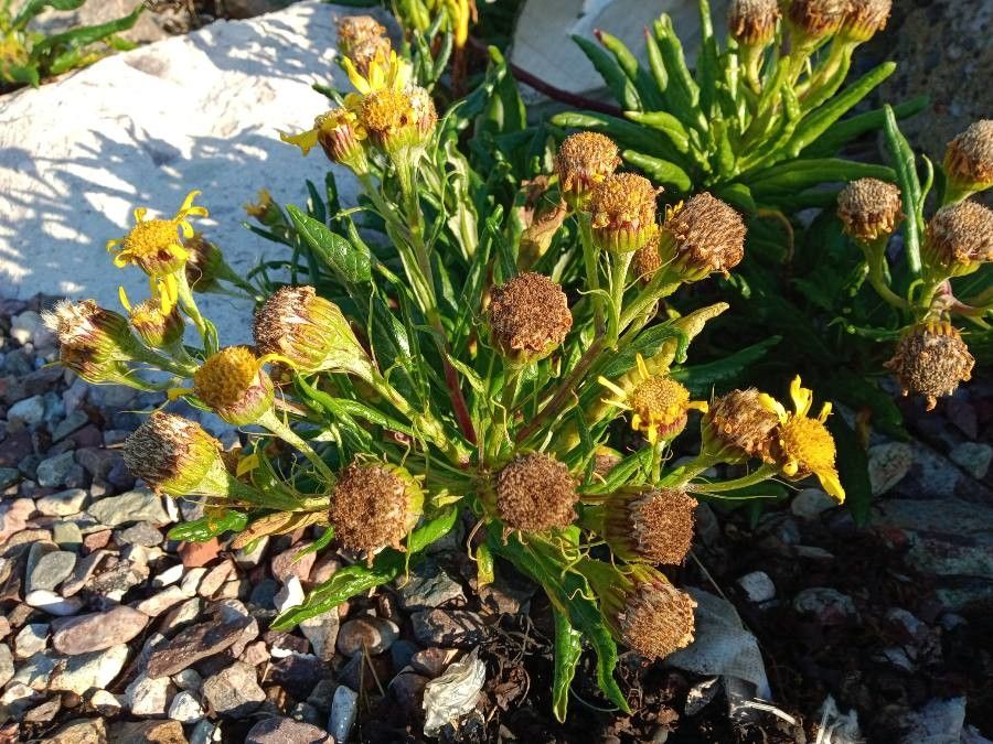 Jacobaea pseudoarnica flower