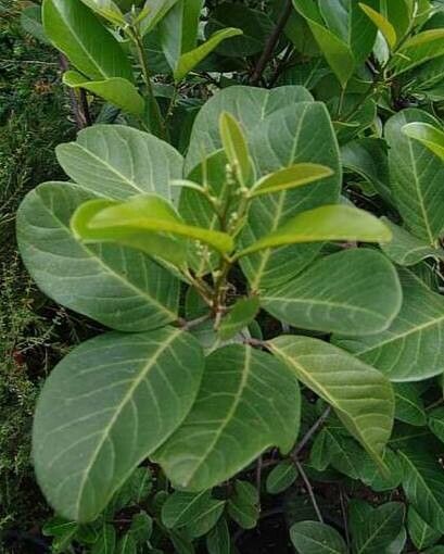 Alectryon coriaceus — related species from the same genus