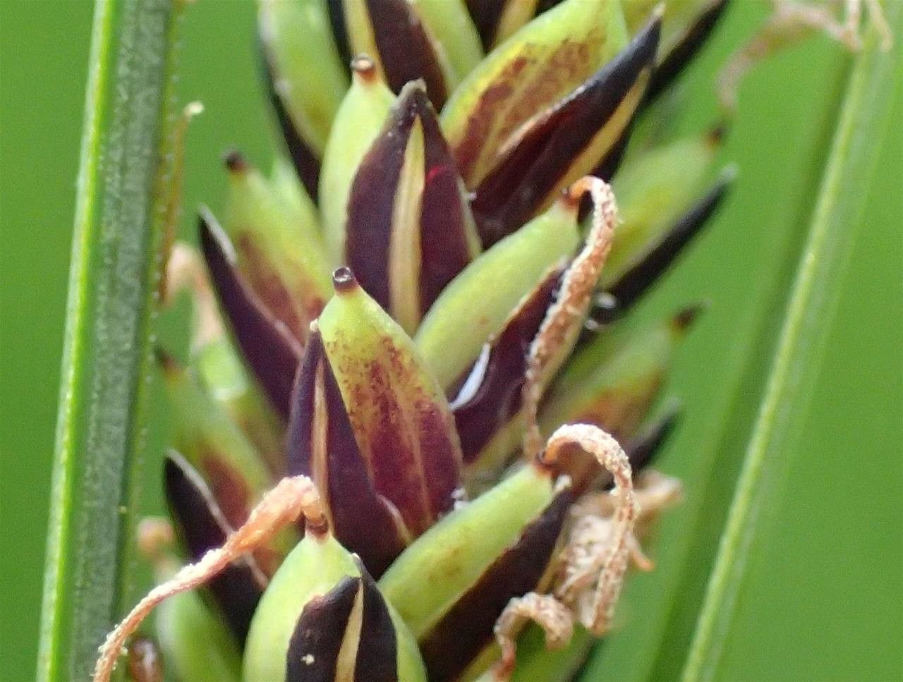 Carex nigra fruit