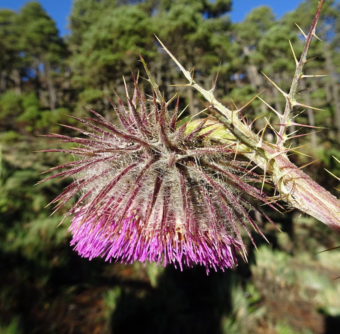 Cirsium jorullense flower