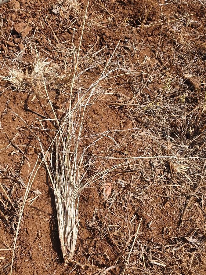 Aristida adoensis — related species from the same genus