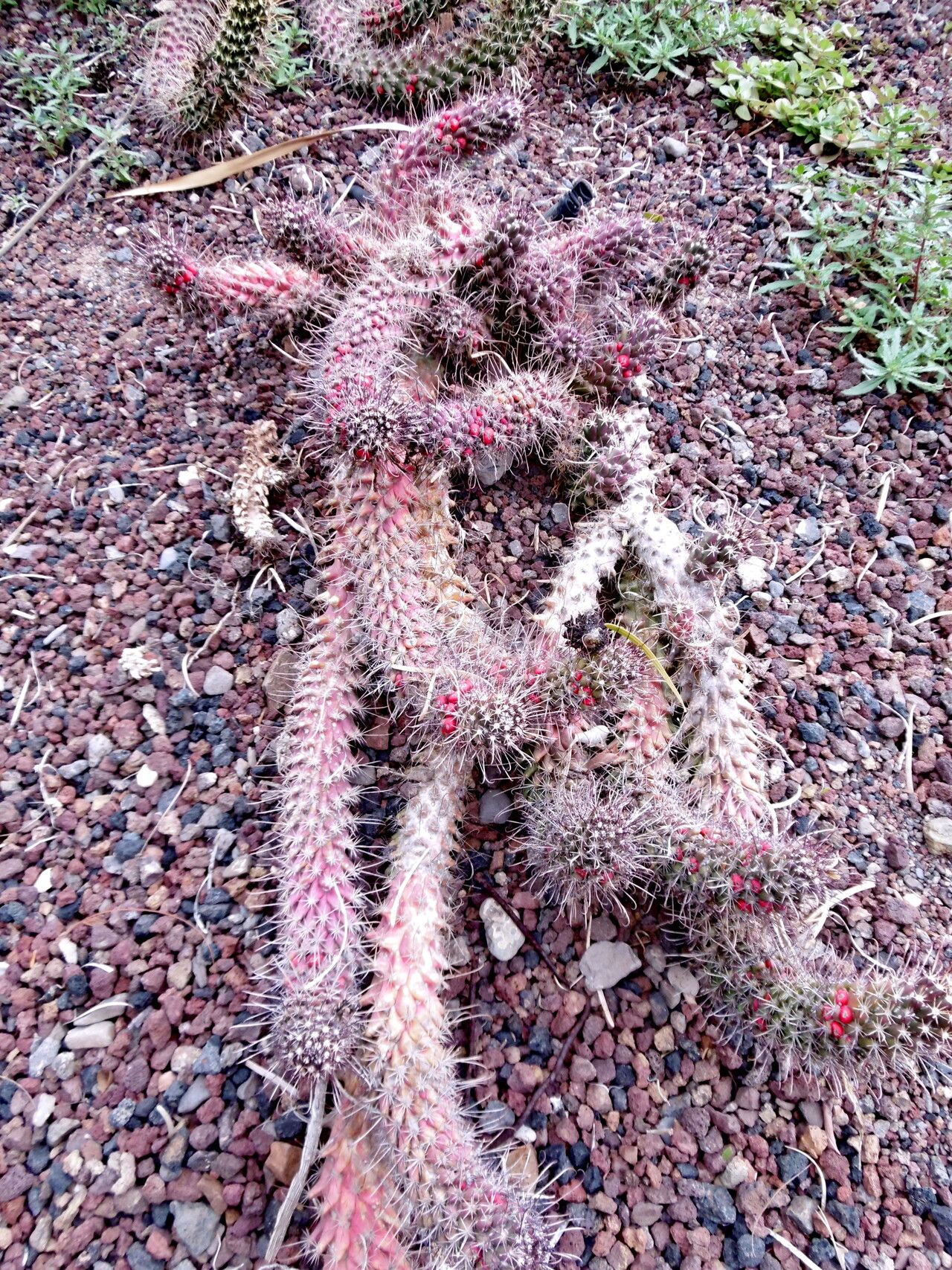Cochemiea poselgeri habit