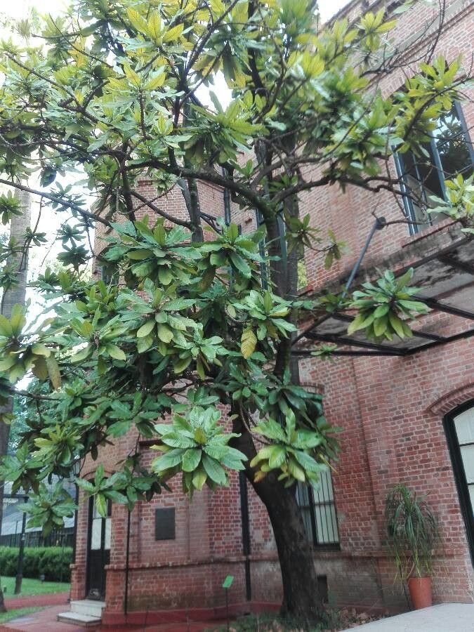 Chrysophyllum imperiale habit