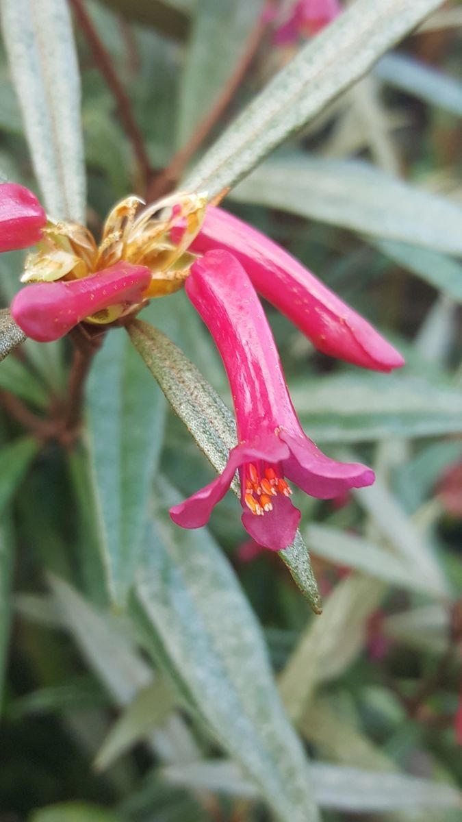 Rhododendron malayanum flower