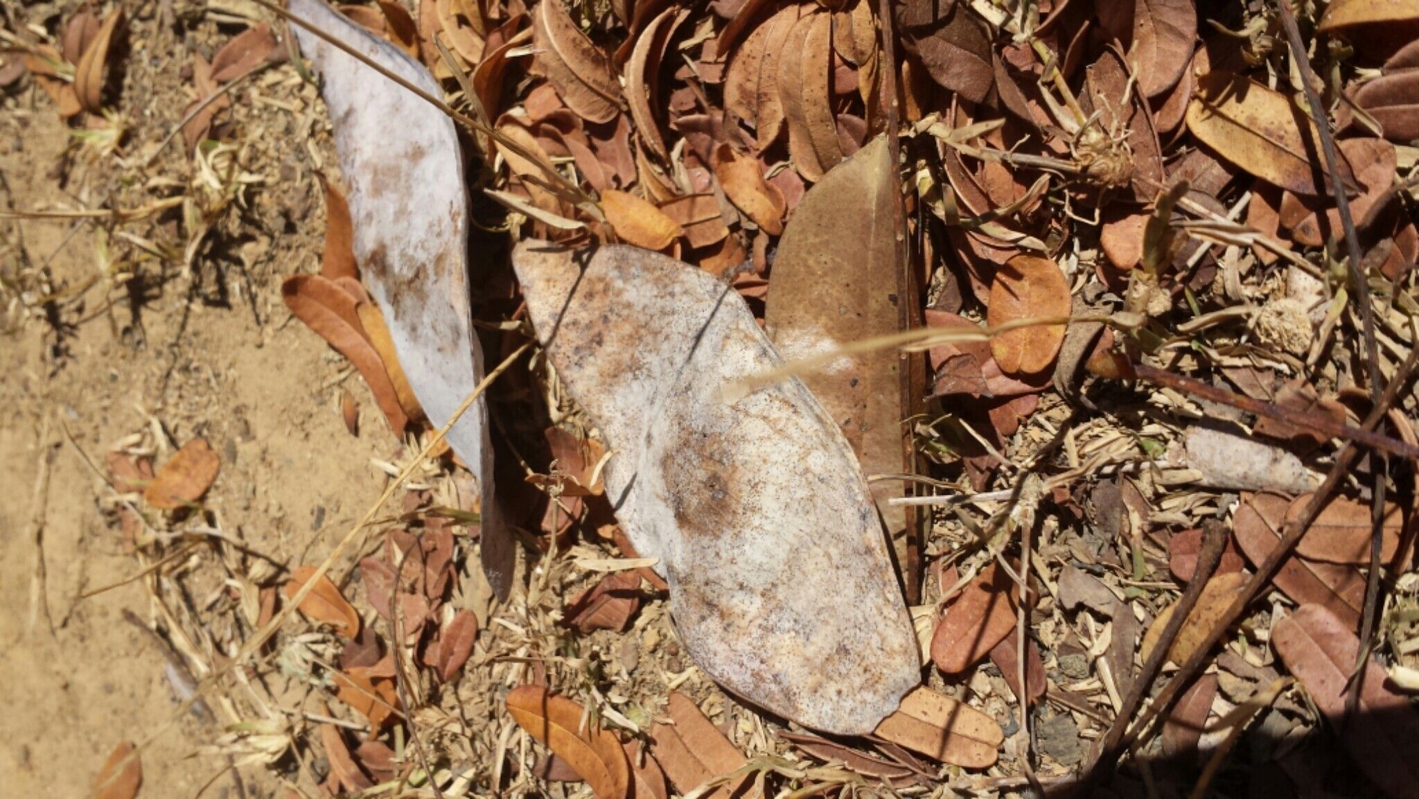 Dalbergia glaucocarpa fruit