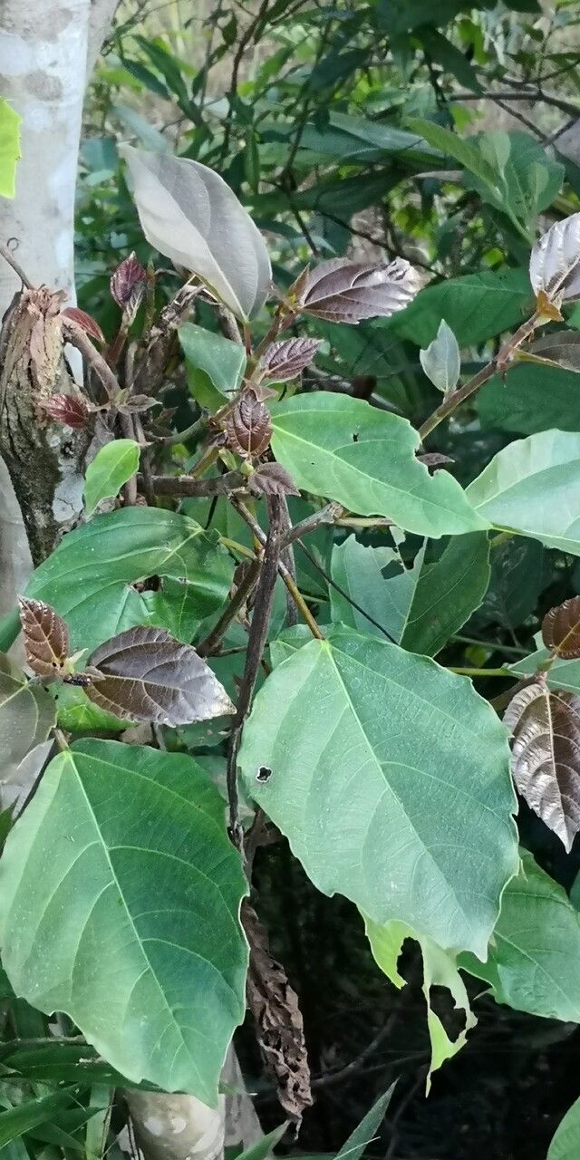 Ficus fistulosa leaf