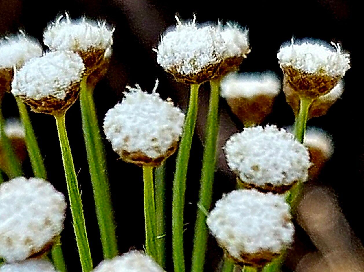 Paepalanthus ramosus — houseplant care guide