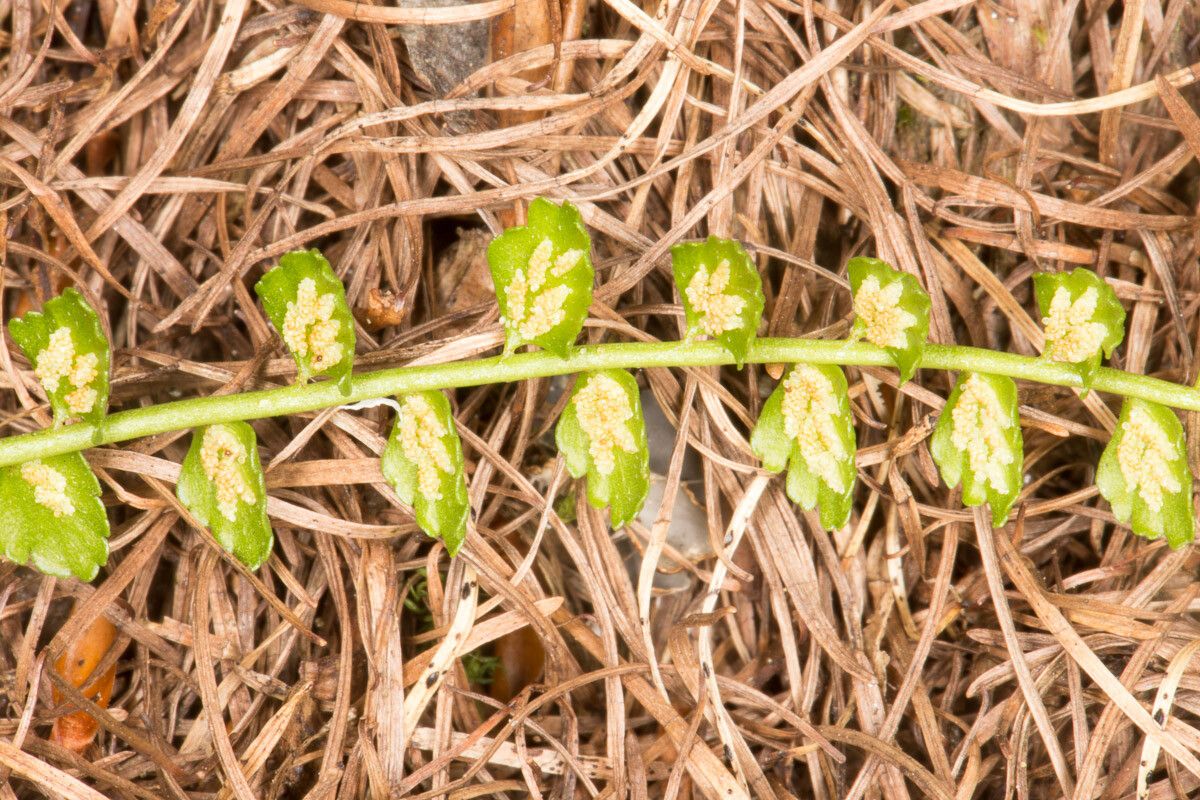 Asplenium viride fruit