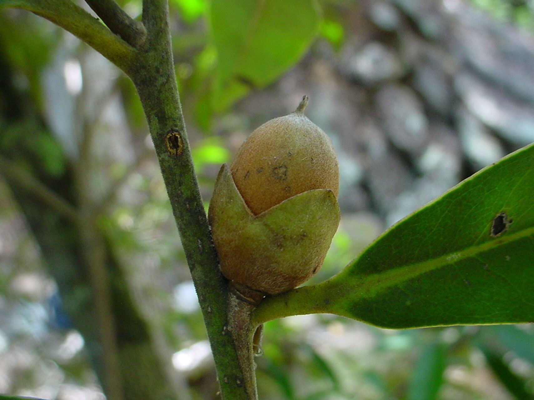 Diospyros labillardierei fruit