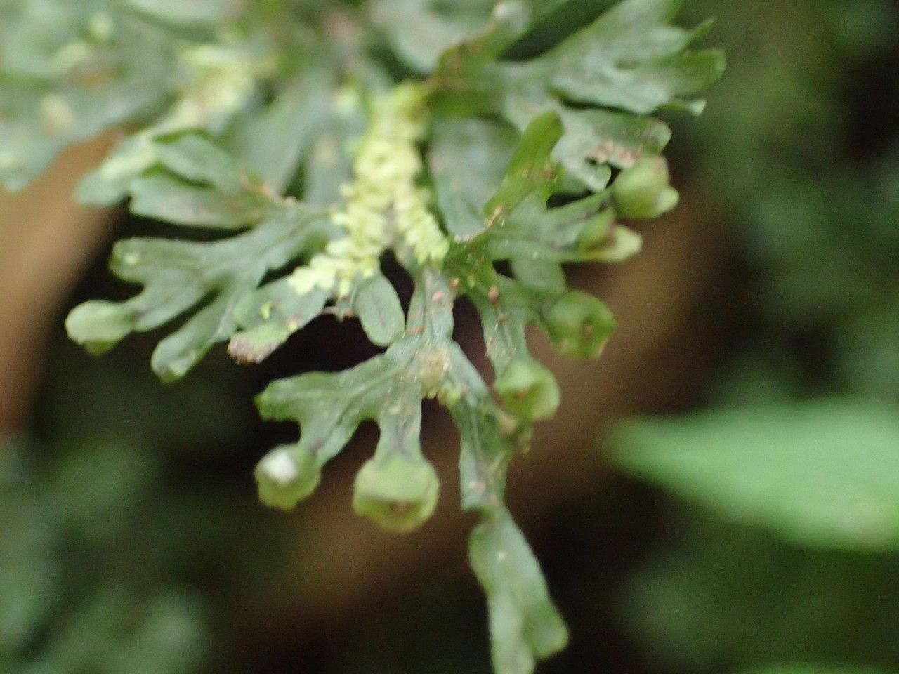 Hymenophyllum tenellum leaf
