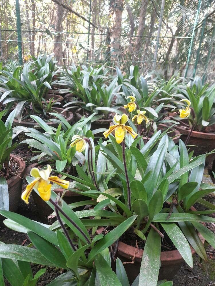 Paphiopedilum druryi — search result for 'Paphiopedilum'