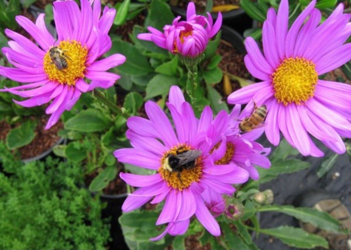 Senecio pulcher flower