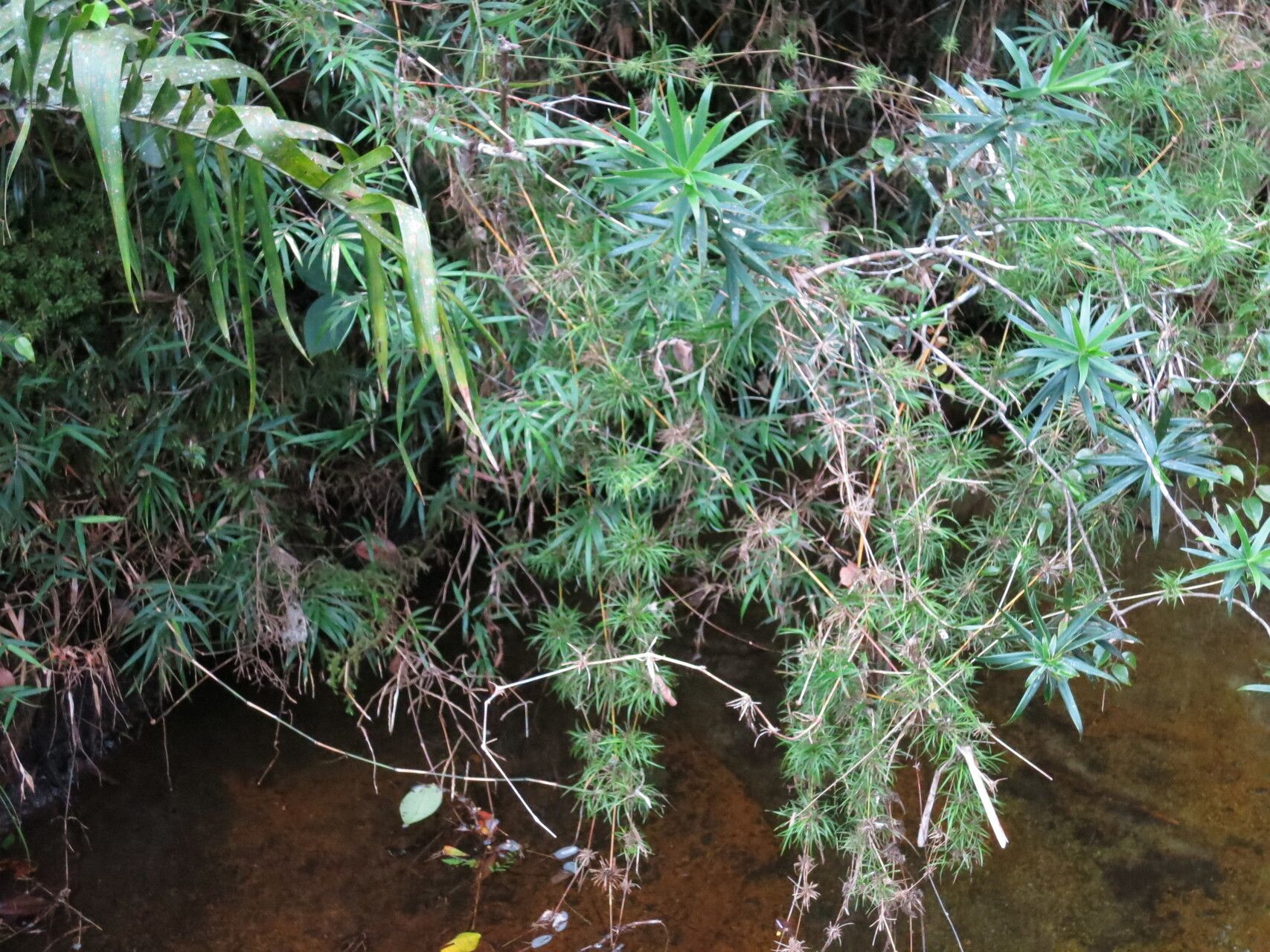 Nastus aristatus — related species from the same genus