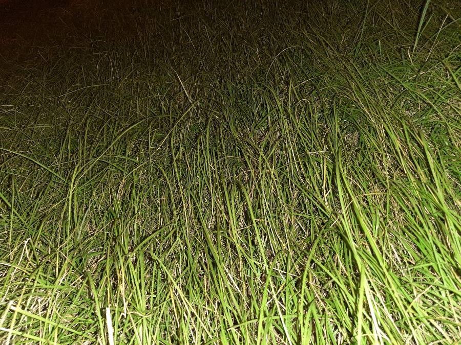 Cenchrus longisetus leaf