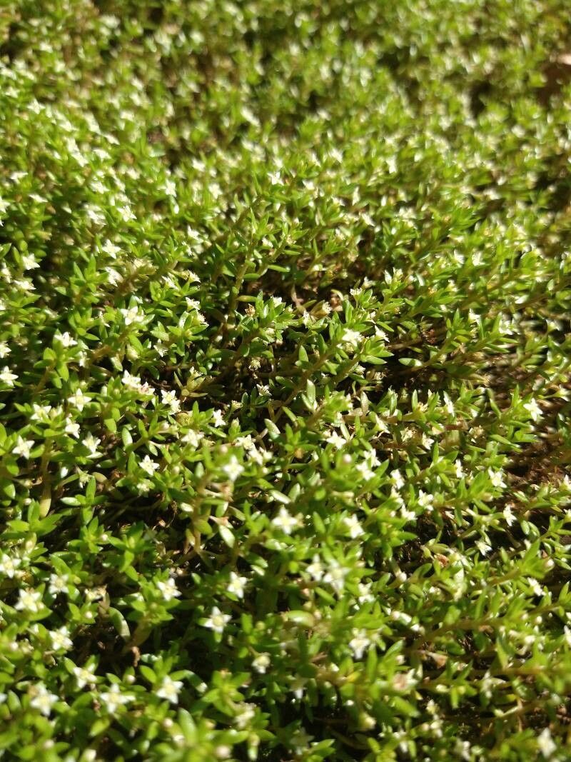 Crassula helmsii leaf