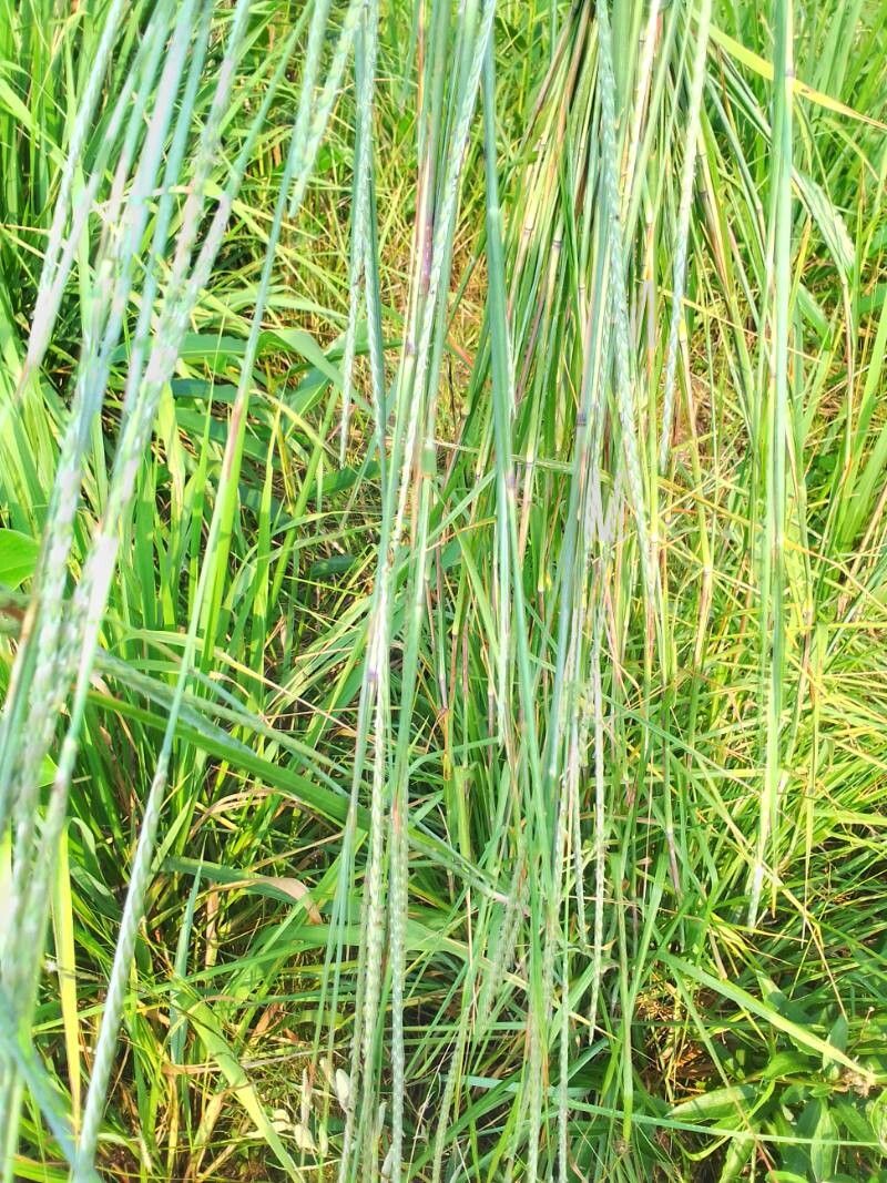 Elionurus platypus flower