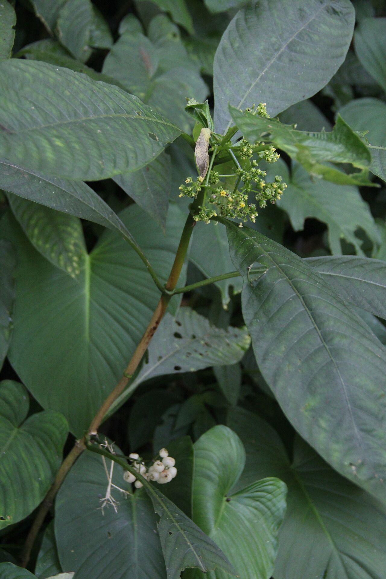 Psychotria leucocarpa — houseplant care guide