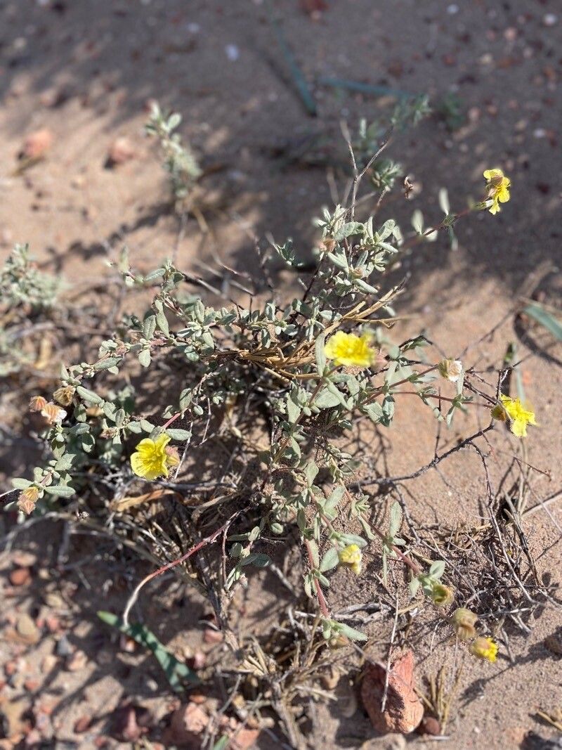 Helianthemum hymettium — houseplant care guide