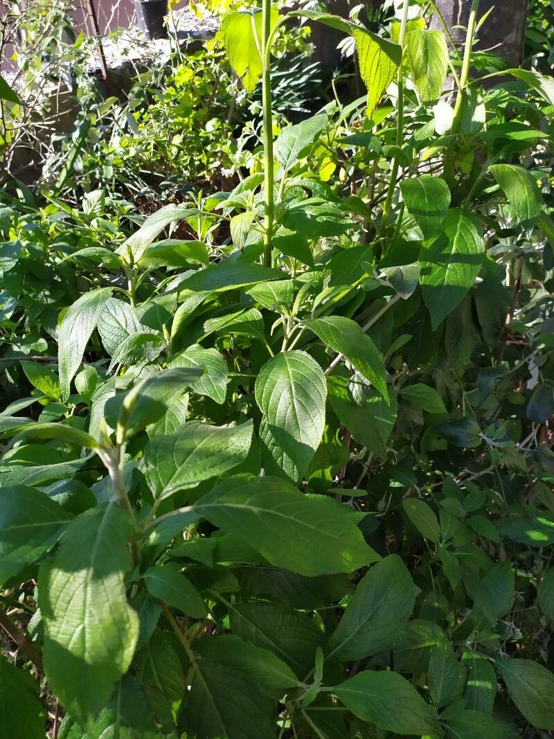 Salvia tortuosa habit