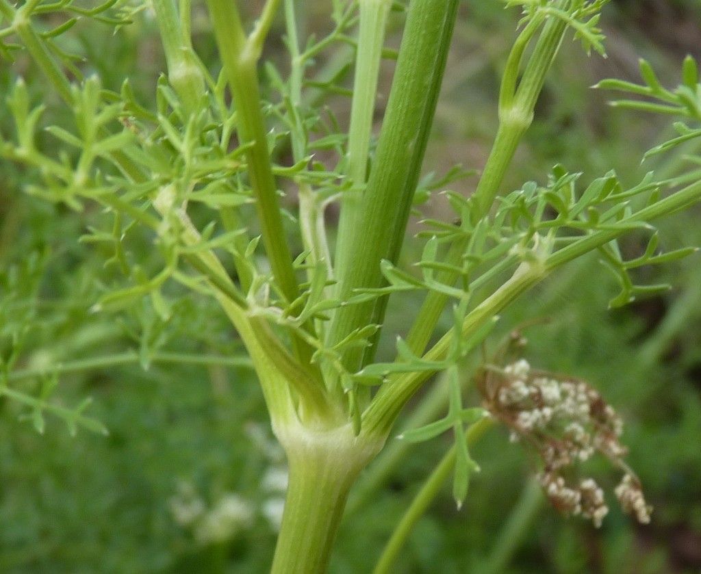Ligusticum lucidum flower