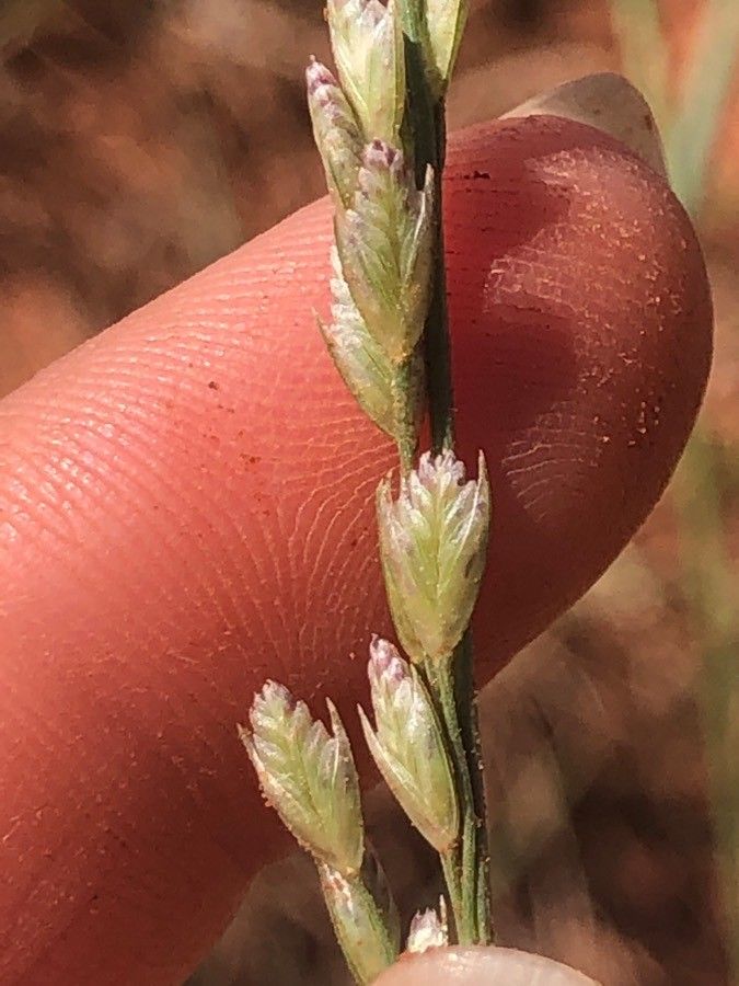 Tridens albescens fruit