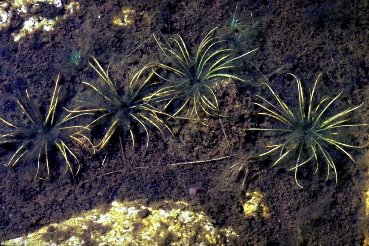 Isoetes echinospora leaf