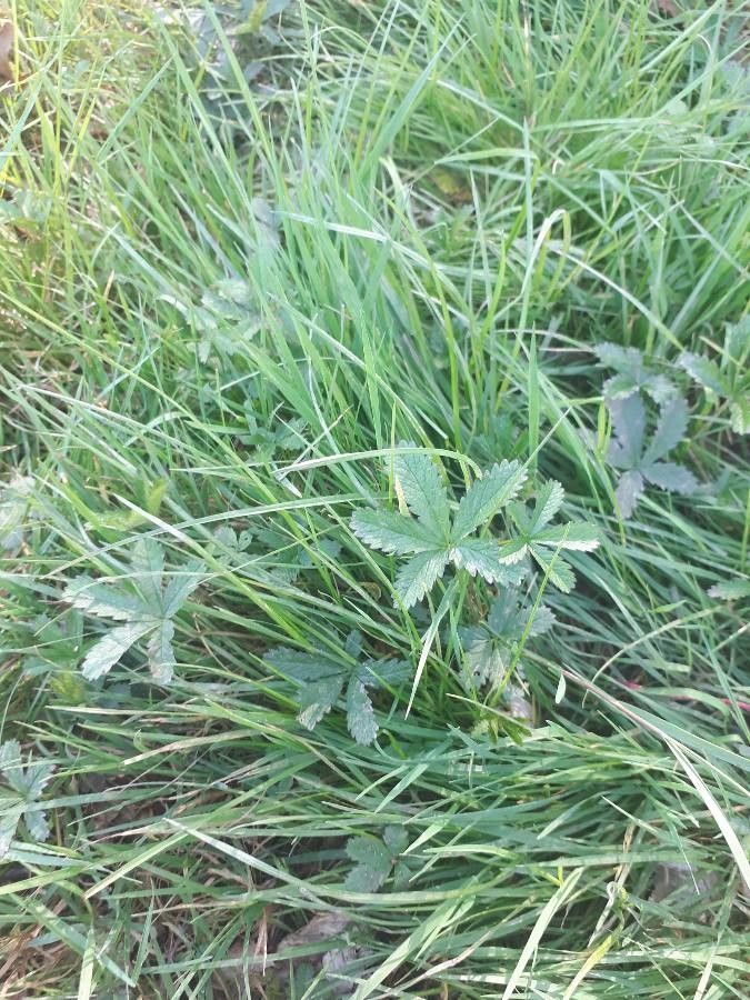 Sibbaldia cuneata leaf