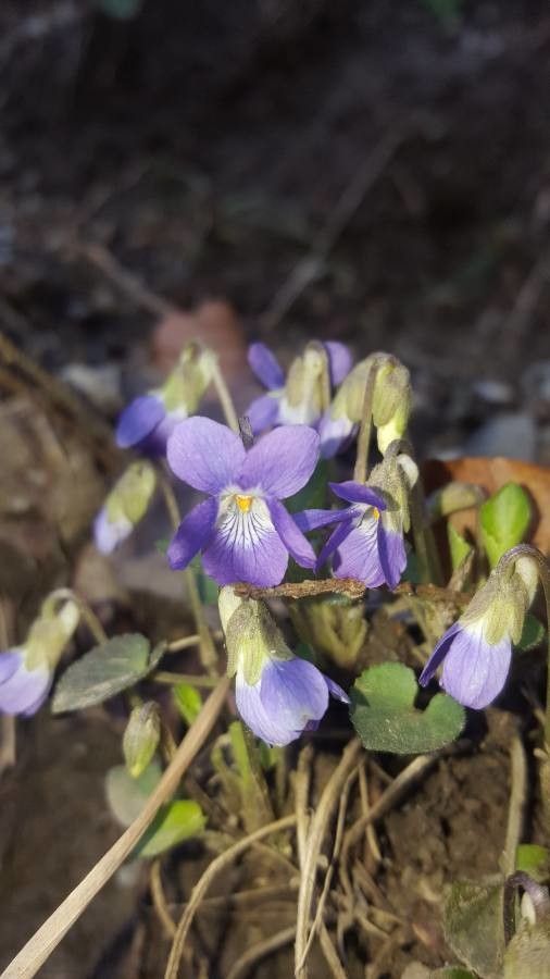 Viola collina flower