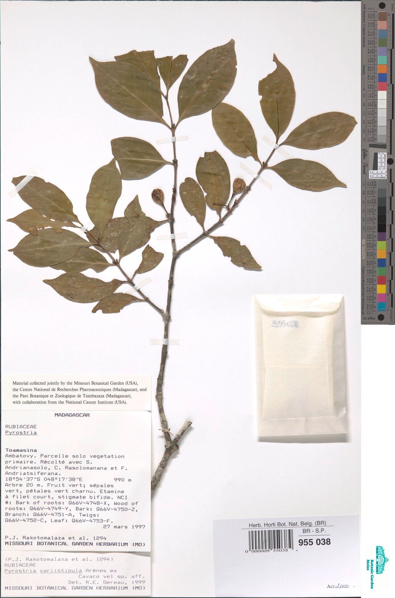 Pyrostria variistipula — houseplant care guide